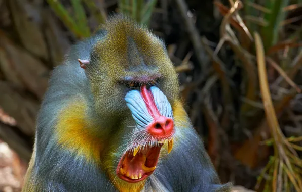 Face, branches, portrait, monkey, mouth, fangs, grin, roar