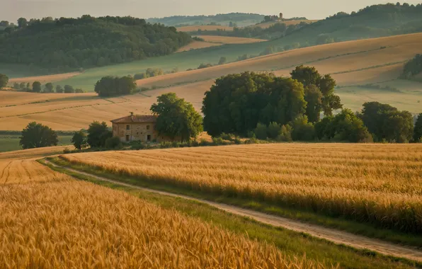 Field, trees, hills, the slopes, field, dal, ears, AI art