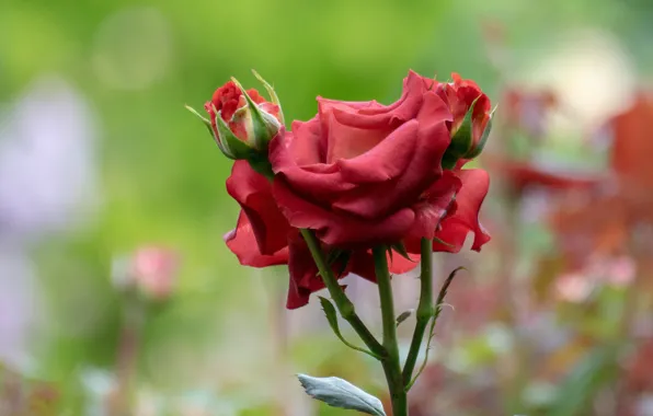 Picture flowers, red, background, roses, stem, buds, bokeh