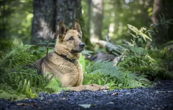 Nature, each, dog