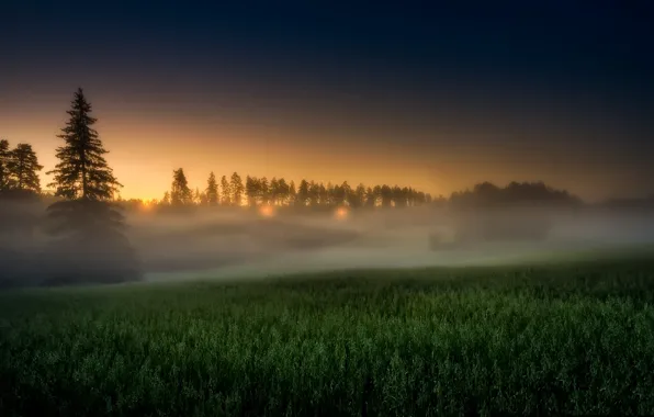 Field, sunset, fog