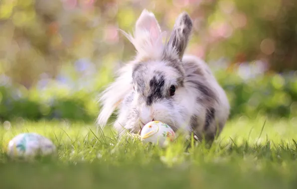 Picture grass, nature, animal, eggs, rabbit, Easter, bokeh