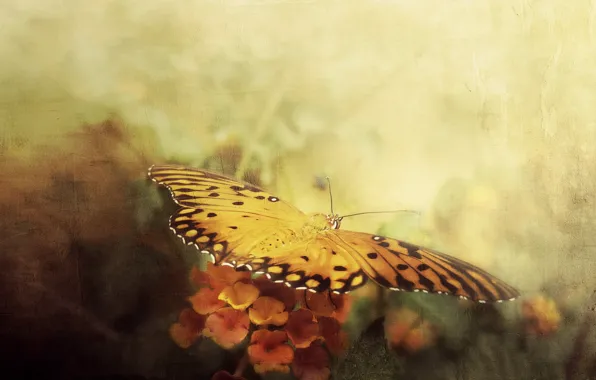 Style, background, butterfly