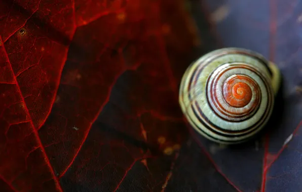 Picture BACKGROUND, LEAVES, SHELL, LEAF, SINK, SNAIL