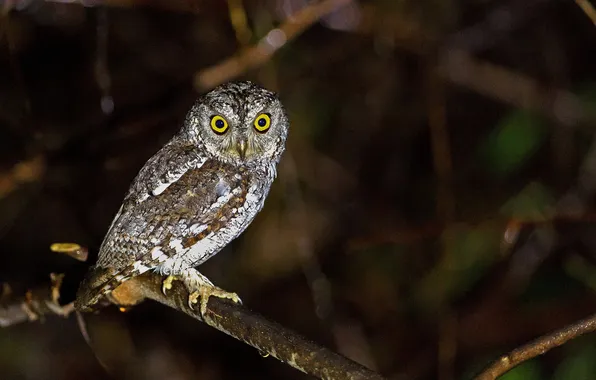 Picture night, branch, bird. owl