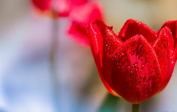 Flower, background, Tulip