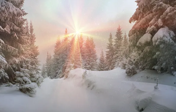 Picture winter, forest, the sun, snow, tree, nature, winter, snow