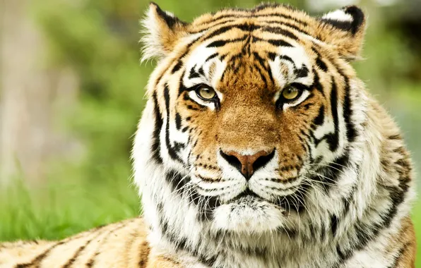 Picture face, predators, wild cats, muzzle, Siberian tigers