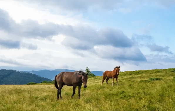 Picture field, the sky, grass, look, clouds, mountains, horse, horse