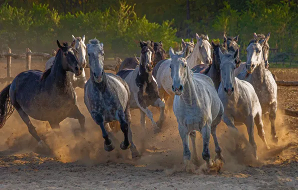 Field, forest, the fence, horses, dust, horse, running, muzzle