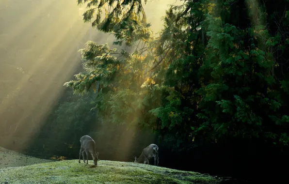 Picture forest, rays, trees, glade, deer, solar