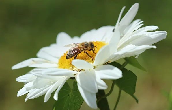 Macro, Flower, Daisy, Flower, Insect, Macro, Wasp, OSA