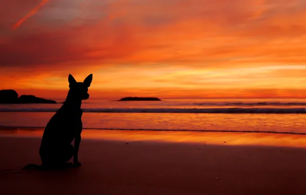 Picture sea, beach, sunset, dog, silhouette