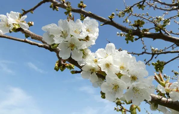 Picture flowers, Apple, Apple blossoms, white, blue background, flowering, the sky, branches