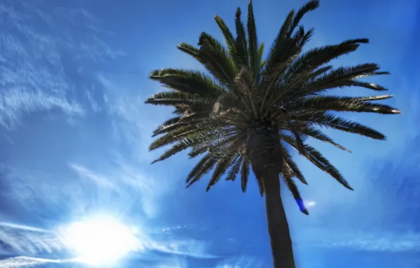 The sky, the sun, clouds, Palma, beauty, blue, Los Angeles, Santa Monica