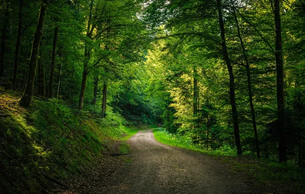 Picture road, forest, trees, landscape, nature, plants, forest, road