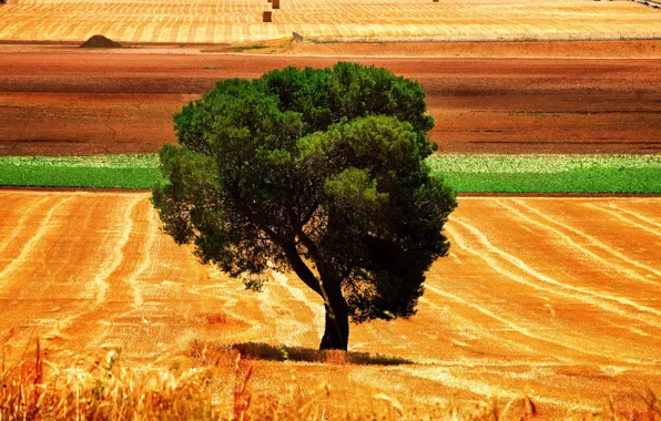 Picture field, trees, harvest, crown