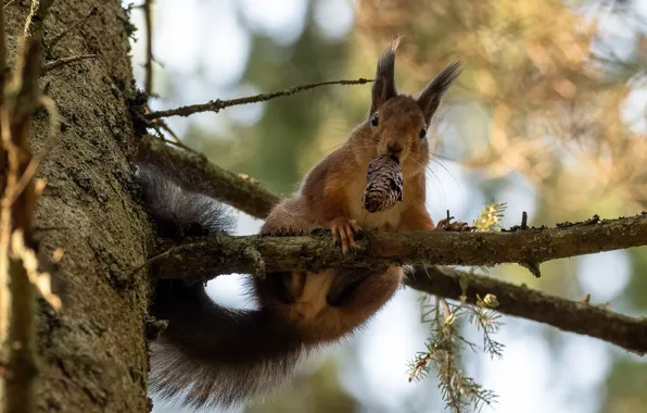 Picture branches, nature, tree, protein, bump, animal, rodent