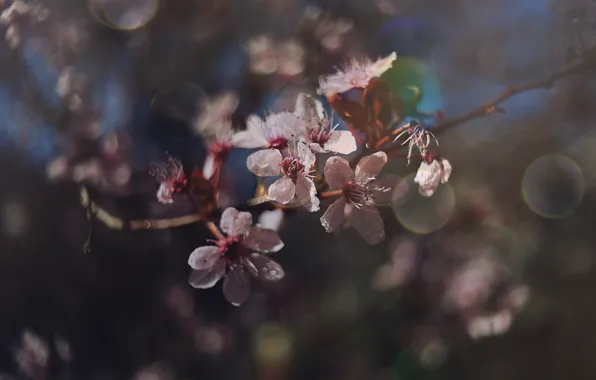 Picture nature, cherry, branch, spring, flowering, bokeh