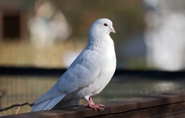 White, bird, dove