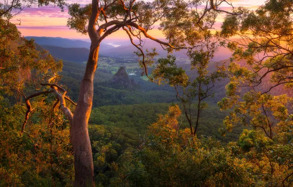 Forest, trees, mountains, fog, dawn, view, height, dal