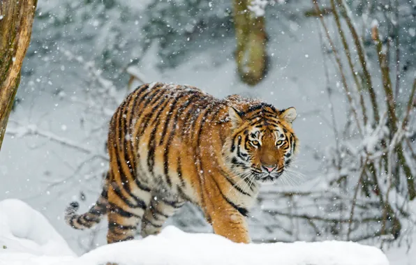 Winter, look, snow, branches, nature, tiger, walk, snowfall