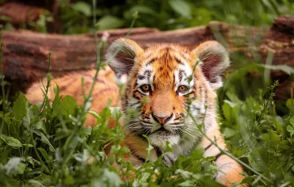 Grass, tiger, portrait, lies, log, face, tiger