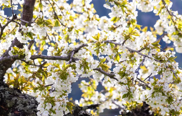 Light, flowers, branches, cherry, tree, spring, garden, Sakura