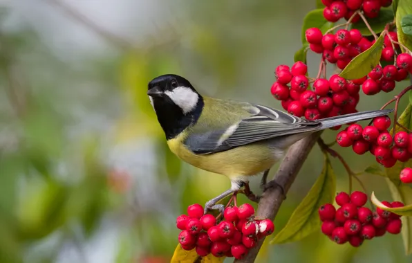 Autumn, branches, berries, background, bird, fruit, Rowan, bunches