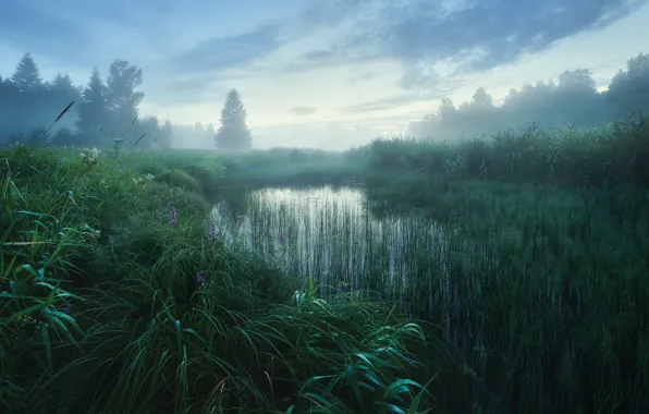 Greens, forest, summer, grass, clouds, trees, fog, lake