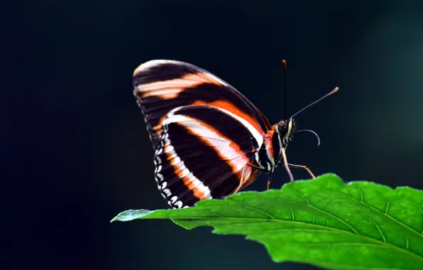 Sheet, microsemi, wings, Butterfly, insect, beautiful, closeup