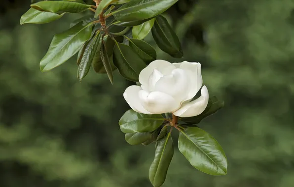 Picture white, branch, Magnolia