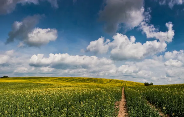 Picture road, field, summer, the sky, the sun, clouds, flowers, nature