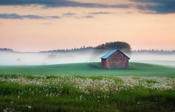 Picture field, the sky, grass, trees, flowers, fog, the barn