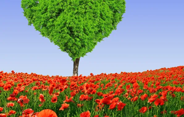Picture field, flowers, tree, heart, Maki, spring, meadow, love