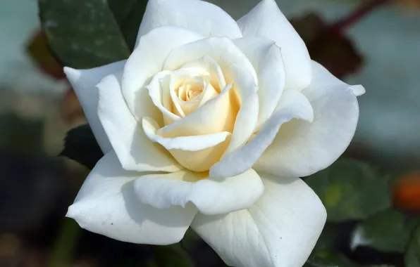 Macro, rose, petals, Bud, white rose