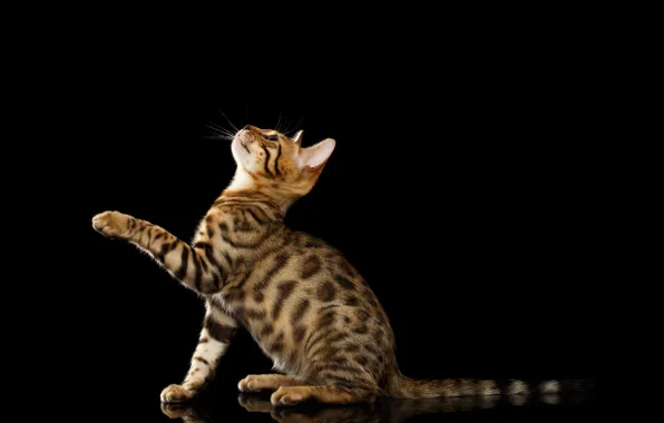 Picture black background, foot, Bengal cat