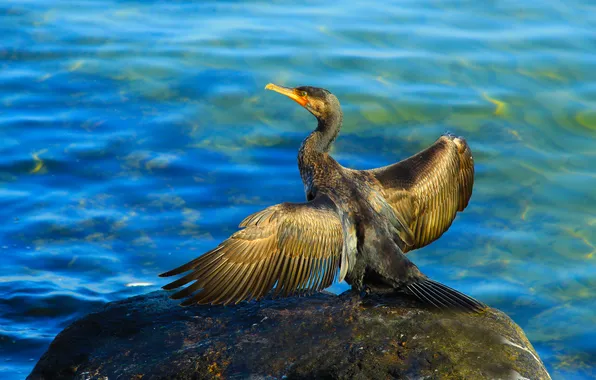 Sea, stone, bird