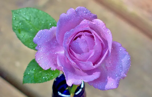 Picture flower, water, drops, rose, petals