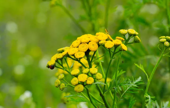 Flower, yellow, meadow
