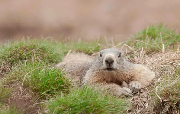 Picture France, rodent, Alpine marmot