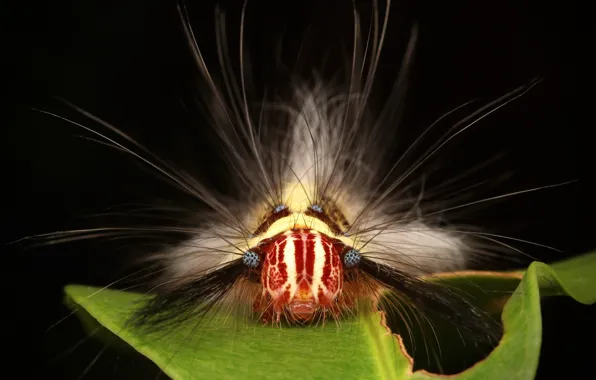 Macro, caterpillar, hairs