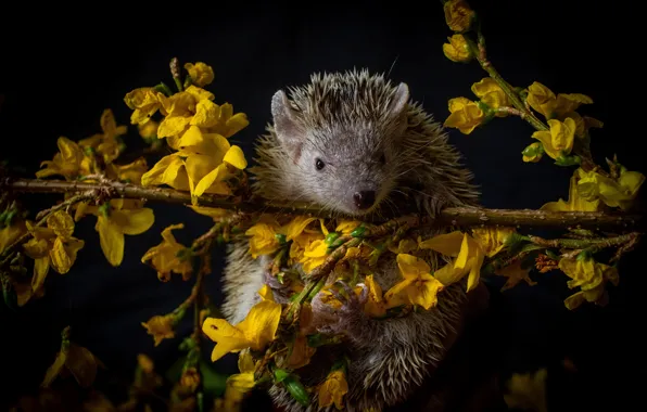 Look, flowers, branch, yellow, muzzle, hedgehog, black background, hedgehog