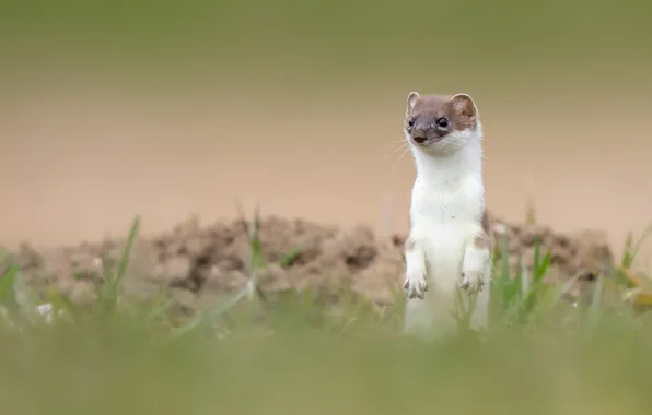 Grass, background, stand, marten