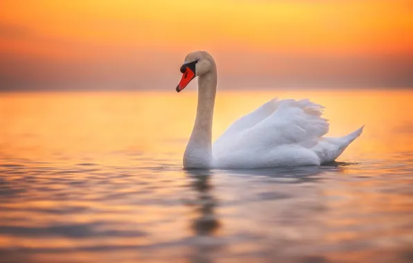 White, Swan, pond