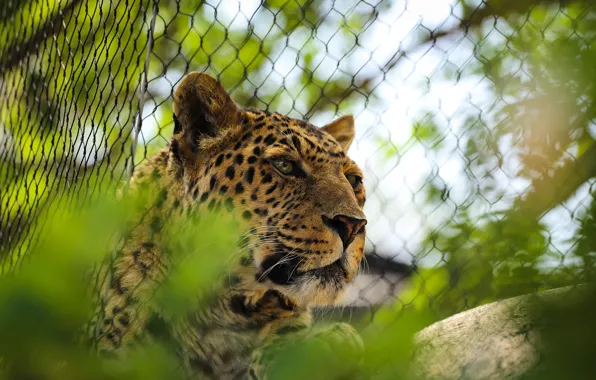 Wallpaper Look, Face, Mesh, The Fence, Leopard, Zoo For Mobile And 