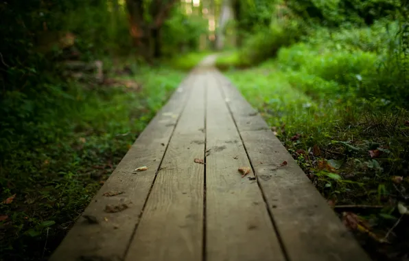 Forest, trees, landscape, nature, Park, the way, Board, track