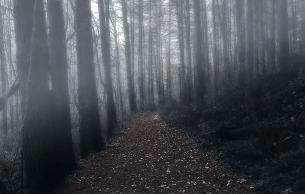 Picture forest, night, fog, trail