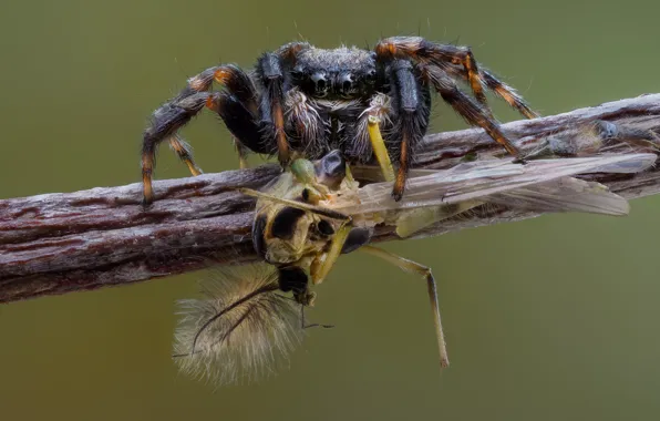 Macro, background, spider, branch, insect, mining, jumper, jumping spider