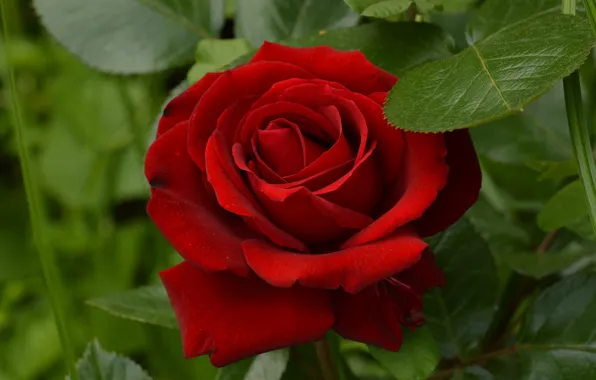 Picture red, rose, beauty